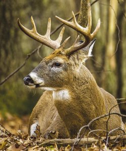 How to field dress wild game properly and safely