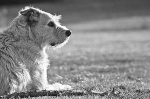 What to do when your pet is lost