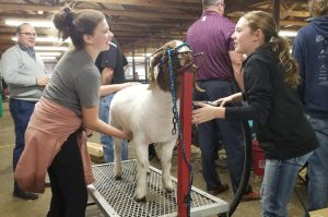 Chamber luncheon focuses on county junior livestock show