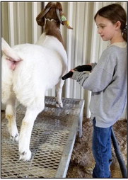 Brandy Reese, a senior with Roland FFA, grooms her goat for Wednesday night’s showing at the 58th annual Sequoyah County Junior Livestock Show.