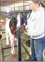 Brushy Elementary School third-grader Gracey Skaggs dries her goat in preparation for Wednesday night’s showing at the 58th annual Sequoyah County Junior Livestock Show.