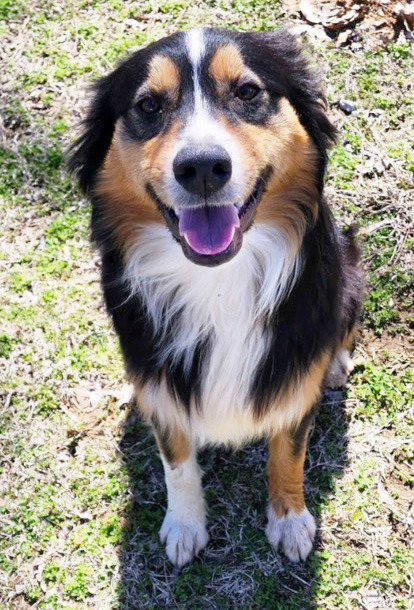 Harley Harley is our second featured Pet of the Week! Harley recently got adopted out but is back up for adoption. He was just a little too active for his adoptee. He is an Australia Shepherd, is housebroken, does better as an only dog, and is neutered. To give Harley a home of his own, contact the Sallisaw Animal Care Facility at 918-7907108. Leave a message if no answer, and they will return your call.