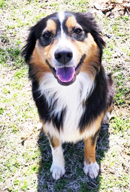 Harley Harley is a 2-year-old Australia Shepherd who is super sweet. He walks well on a leash but will run from a storm, so it’s best to just let him in the house. Harley is housebroken. If you can provide Harley with a forever home, contact the Sallisaw Animal Care Facility at 918-790-7108. Leave a message if no answer and they will return your call.