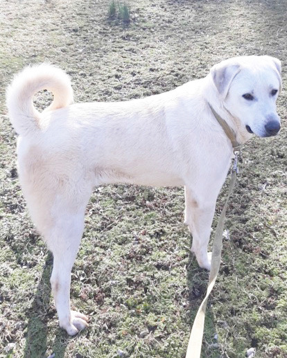 Mike How is it that this beautiful, gentle giant is still available? Mike is one of our featured Pets of the Week! He is neutered, about a 2 to 3 years-old Pyrenees mix, plays well with other dogs loves his long walks, and treats. He weighs about 80 lbs. and would love a playmate of his own. To give Mike a loving home, contact the Sallisaw Animal Care Facility at 918-790-7108. Leave a message if no answer, and they will return your call.