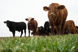 Beef specialists warn of bloat on wheat pasture
