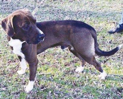 Romeo Romeo is a Shepherd/ Hound mix who is a little over 1-year-old. He’s a little timid, but just needs to gain your trust. He has been neutered, loves his long walks, and now needs a loving home to call his own. If you can provide Romeo with one, please contact the Sallisaw Animal Care Facility at 918790-7108. Leave a message if no answer and they will return your call.