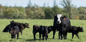 Internal parasite control in spring calving herds