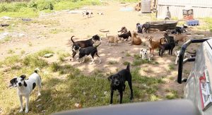 Over 50 dogs rescued from county residence