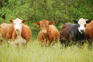 Is retained ownership right for your operation?