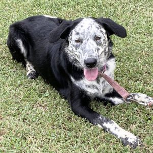 Loretta is in need of a home