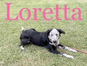 Loretta needs a good home.