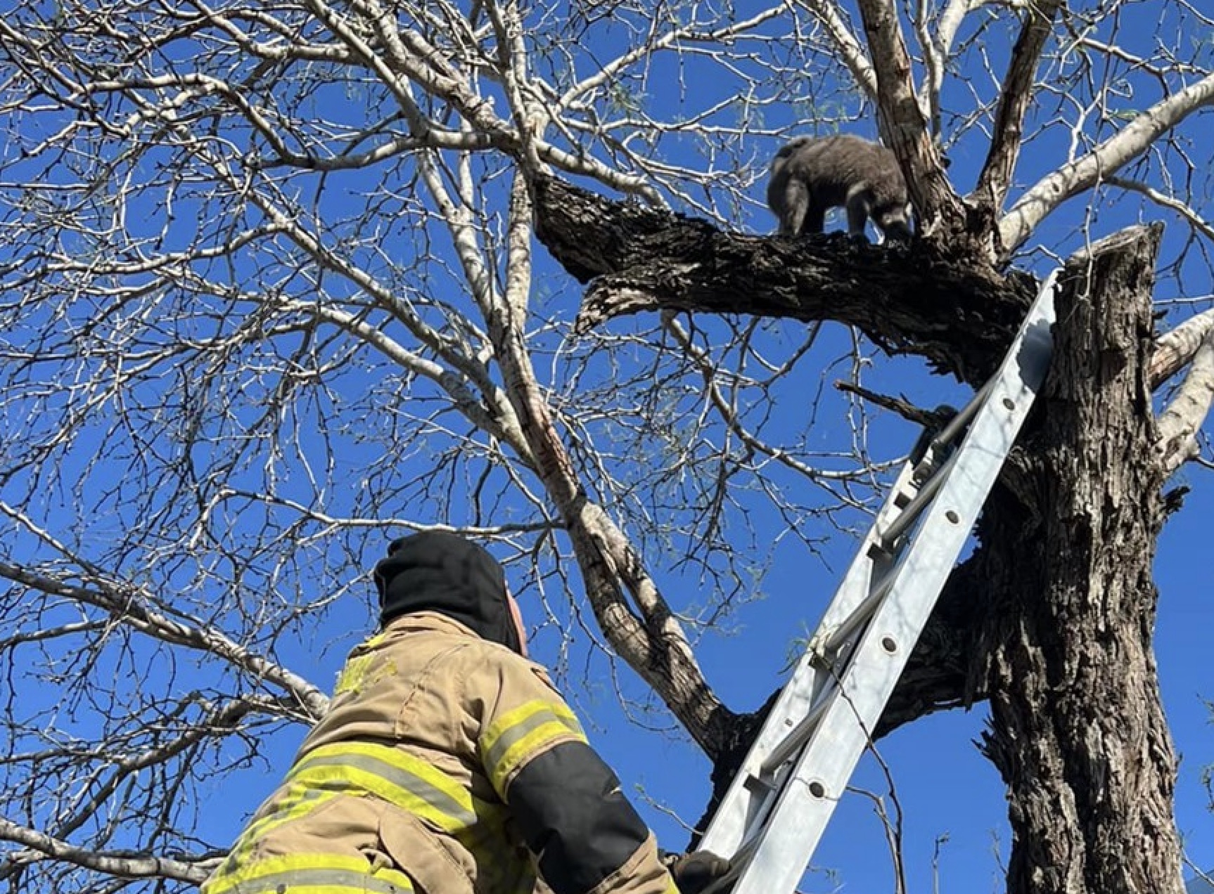 Cat rescued from tree Sequoyah County Times