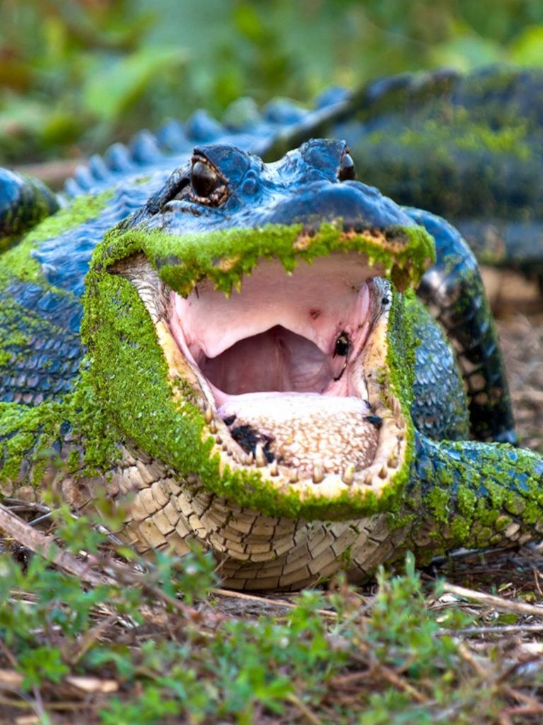 Bill seeks to reduce guardrails on alligator ownership, breeding